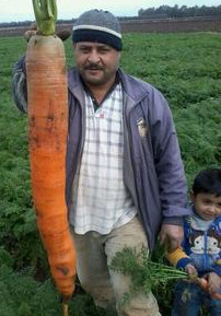 giant-carrot.jpg