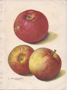 Illustrations by Alois Lunzer depicting apple cultivars Crimson Beauty and North Star, 1909