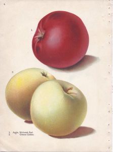 Illustrations by Alois Lunzer depicting apple cultivars McIntosh Red and Grimes Golden, 1909