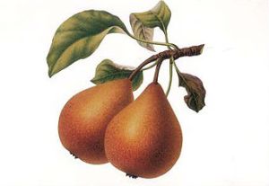 Illustration of a pear variety from the Herefordshire Pomona 