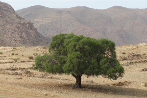 Argan tree, Tighrassen, by F.Benotman